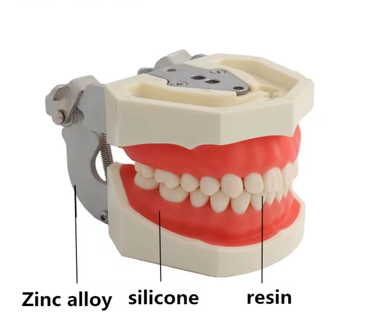 Dentoforme articulée