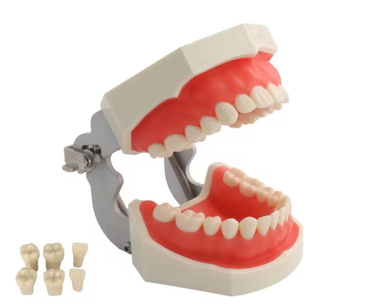 Dentoforme articulée